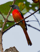 Minivet oranor