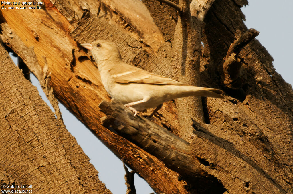 Moineau à gorge jaune femelle