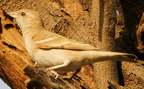 Yellow-throated Sparrow