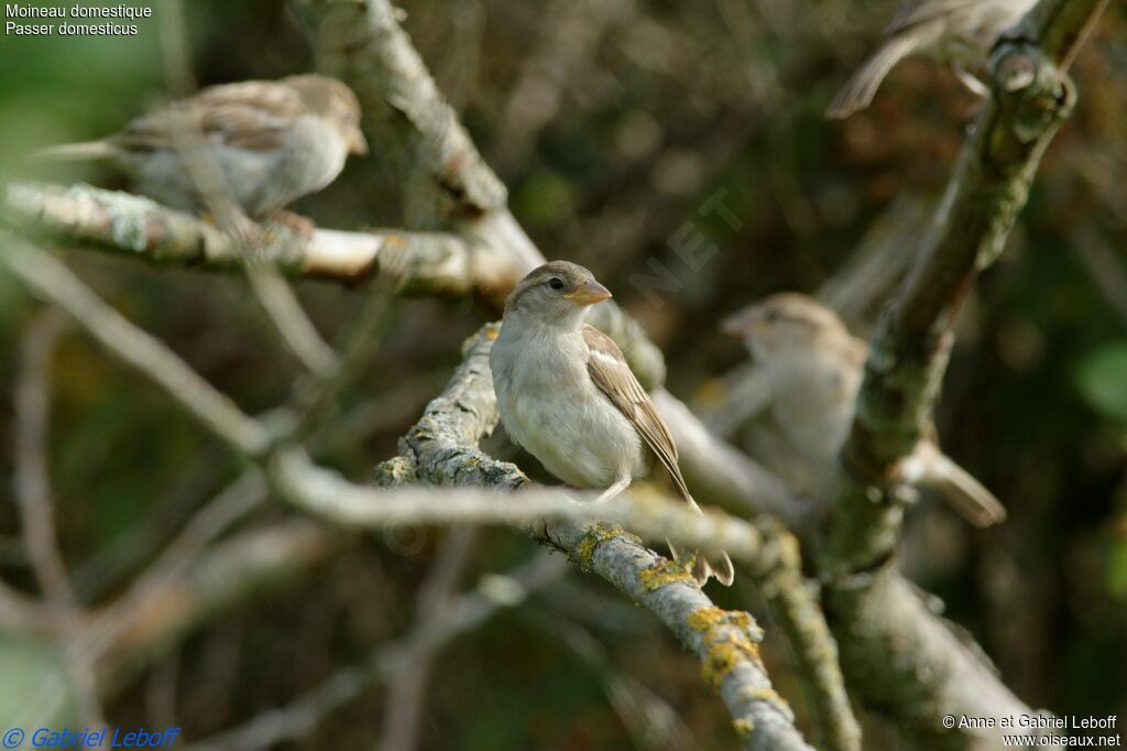 Moineau domestiqueimmature