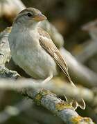 House Sparrow