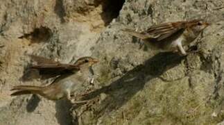 Moineau domestique