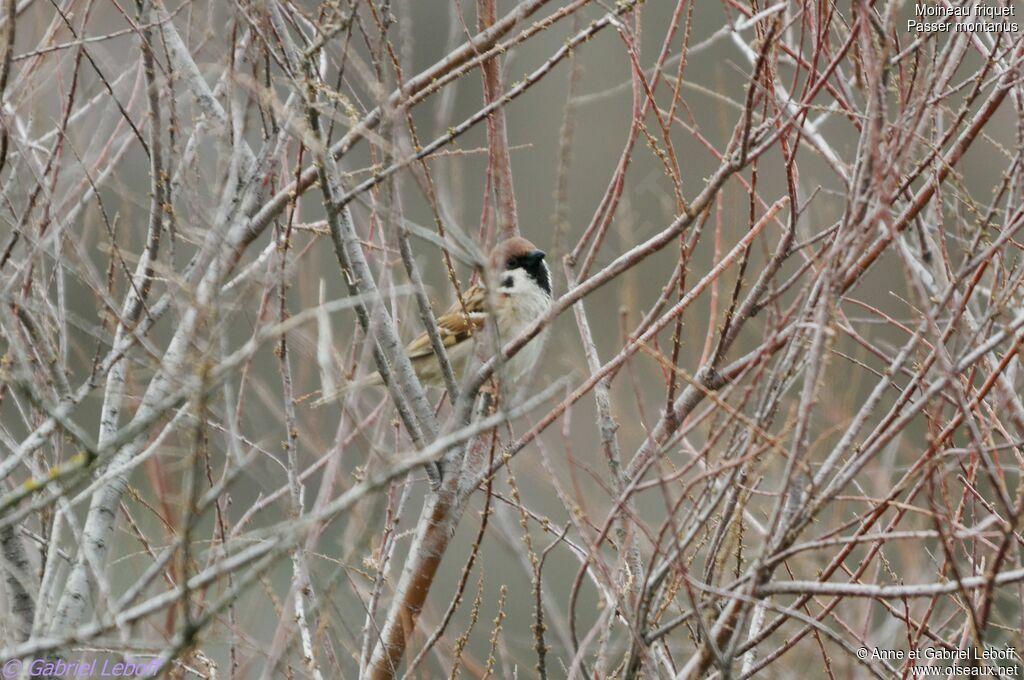 Eurasian Tree Sparrow