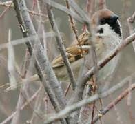 Eurasian Tree Sparrow