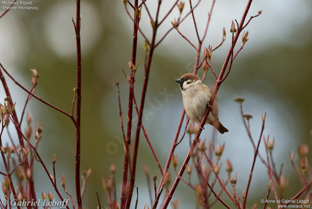 Eurasian Tree Sparrow