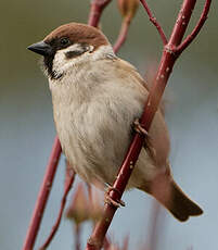 Moineau friquet