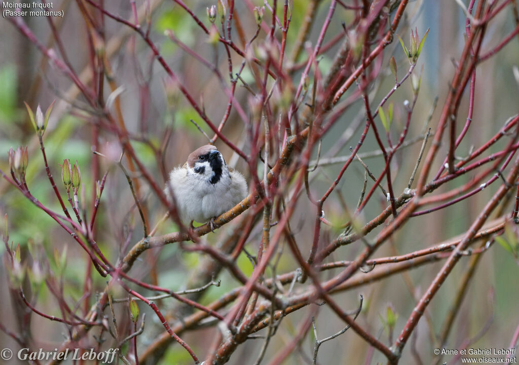 Eurasian Tree Sparrow