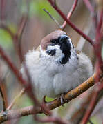 Eurasian Tree Sparrow