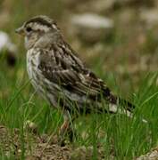 Rock Sparrow