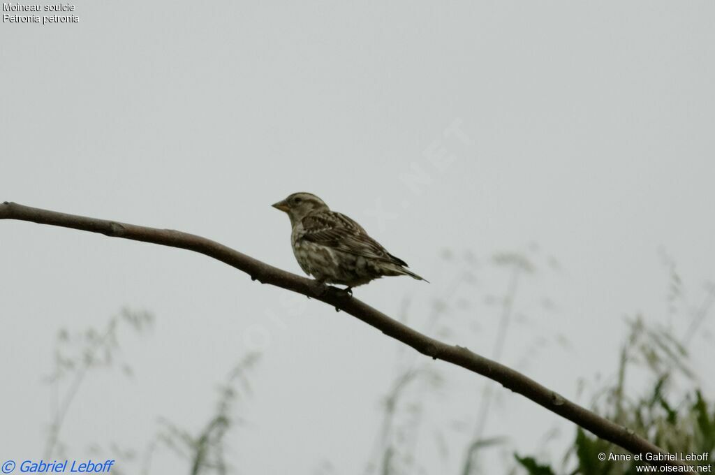 Rock Sparrow