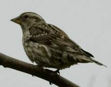 Rock Sparrow