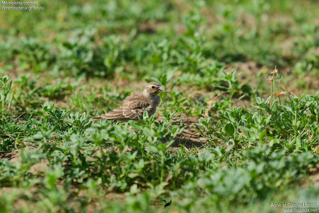 Ashy-crowned Sparrow-Lark