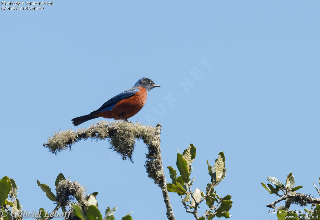 Chestnut-bellied Rock Thrush