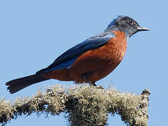 Chestnut-bellied Rock Thrush