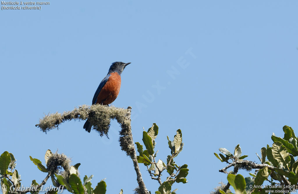 Chestnut-bellied Rock Thrush