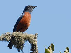 Chestnut-bellied Rock Thrush