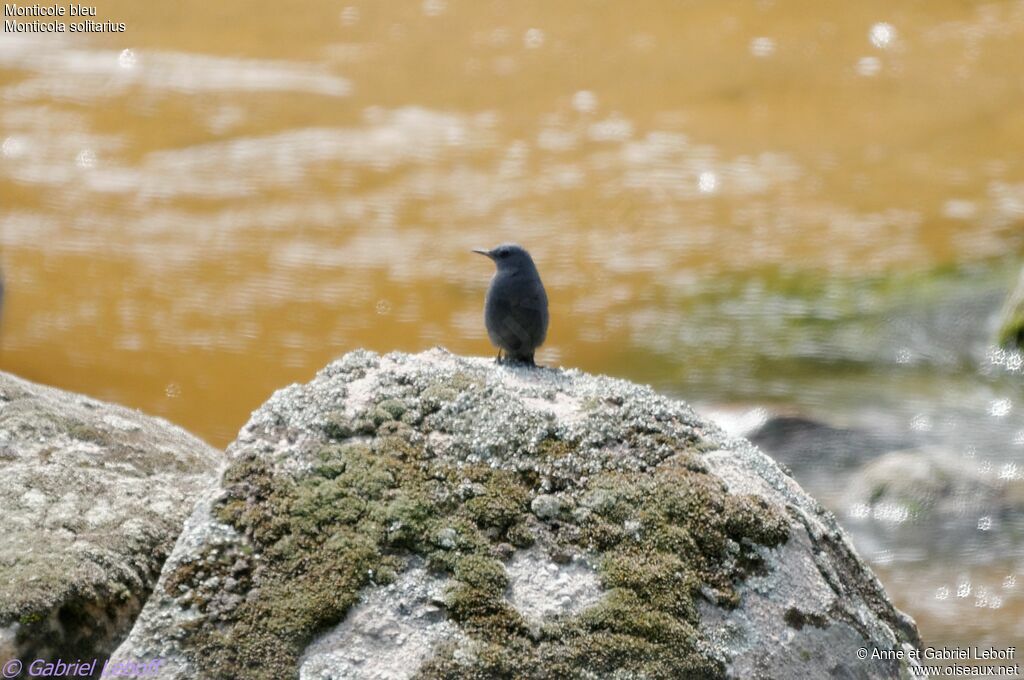 Blue Rock Thrush