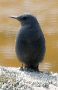 Blue Rock Thrush