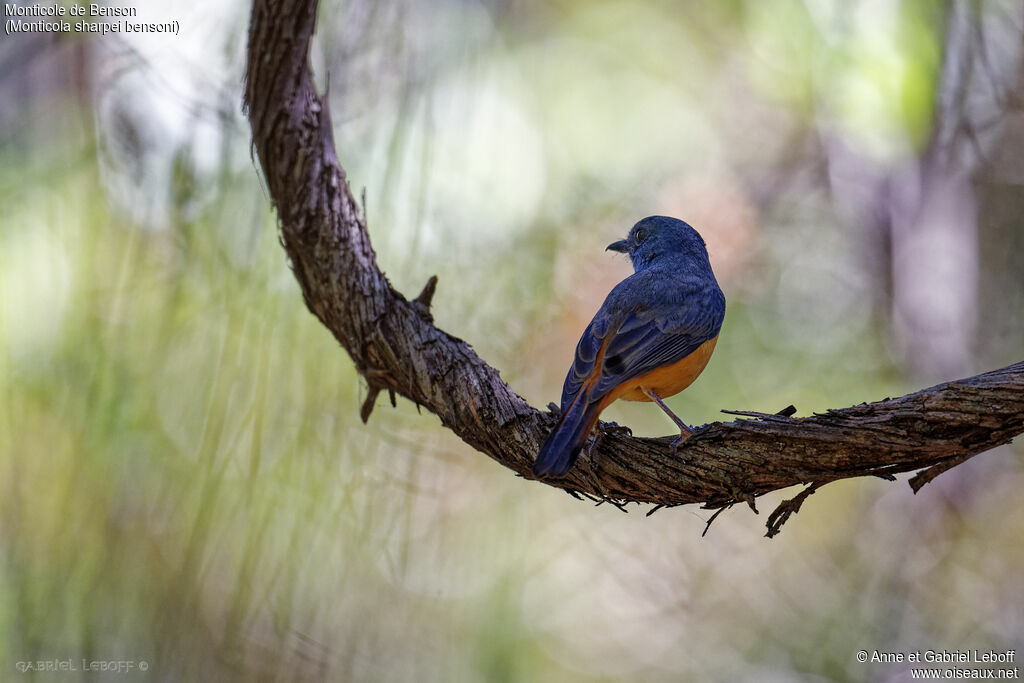 Forest Rock Thrush (bensoni)