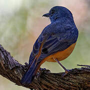 Forest Rock Thrush (bensoni)