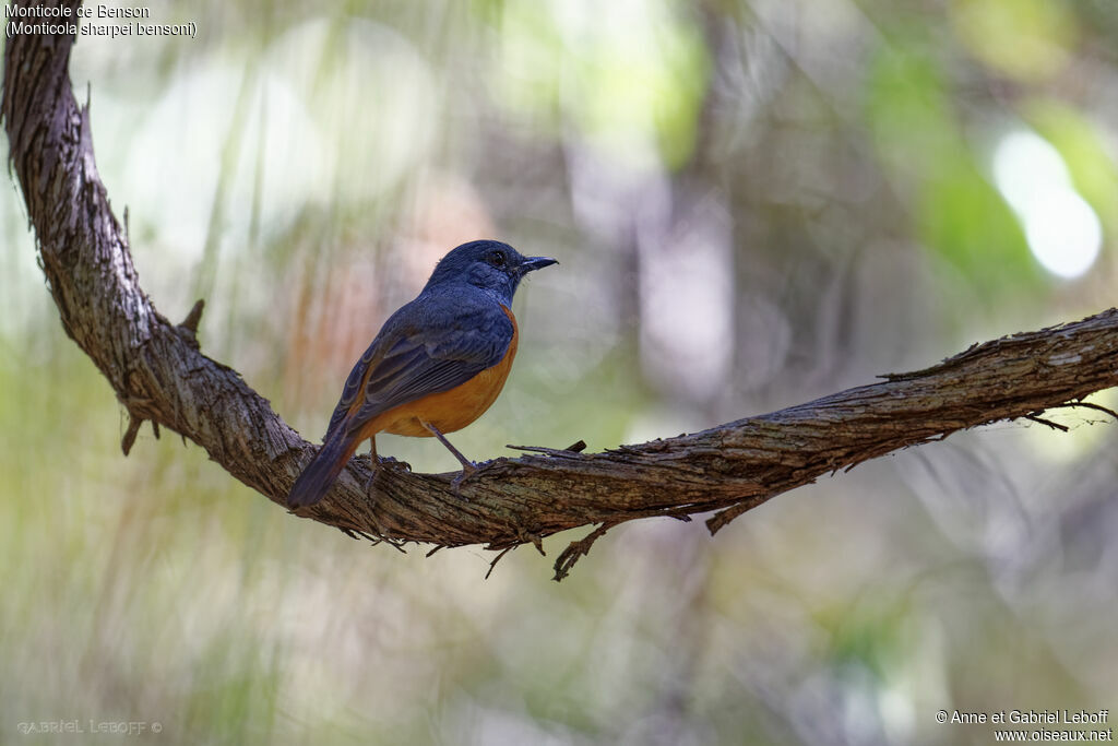 Forest Rock Thrush (bensoni)