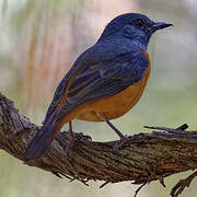 Forest Rock Thrush (bensoni)