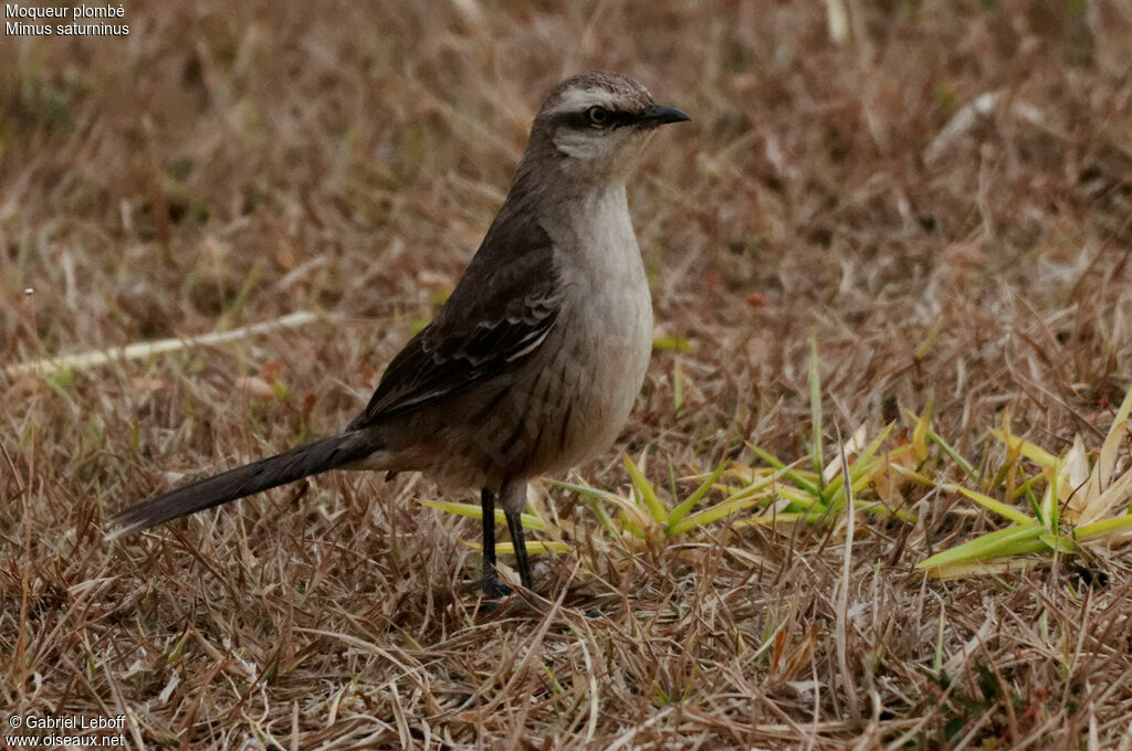 Chalk-browed Mockingbird