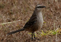 Chalk-browed Mockingbird