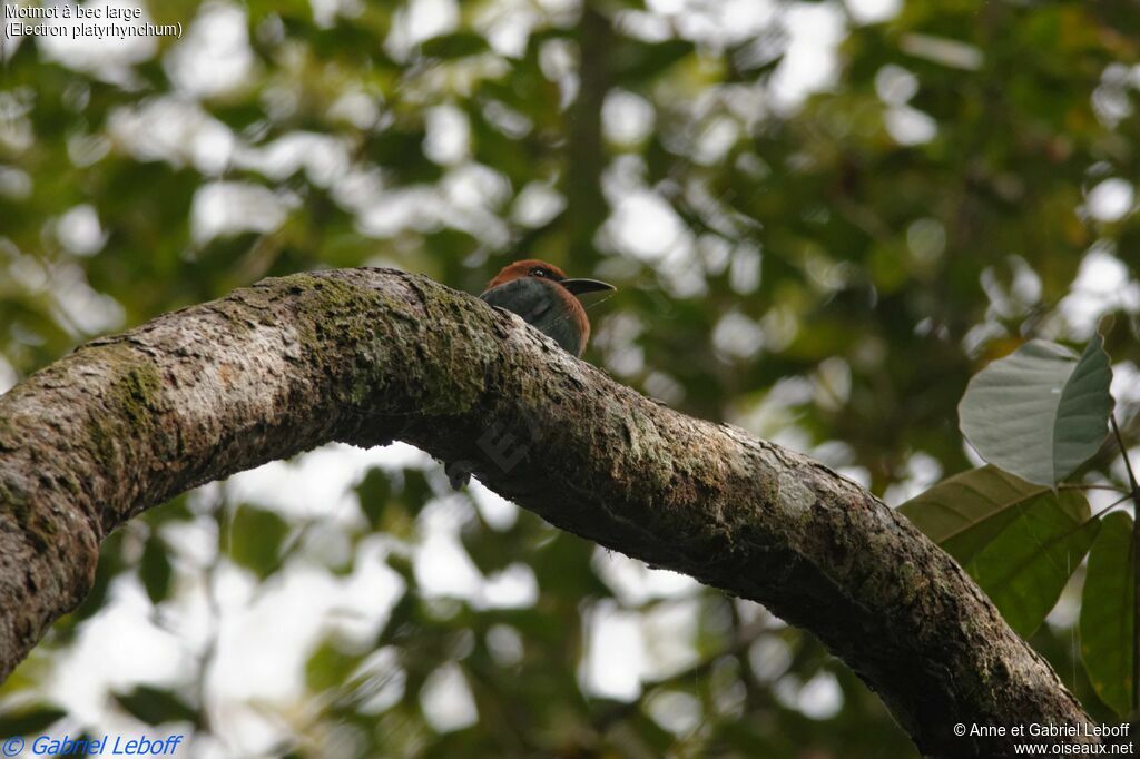 Broad-billed Motmot