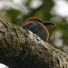 Motmot à bec large