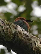 Broad-billed Motmot