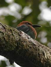 Motmot à bec large