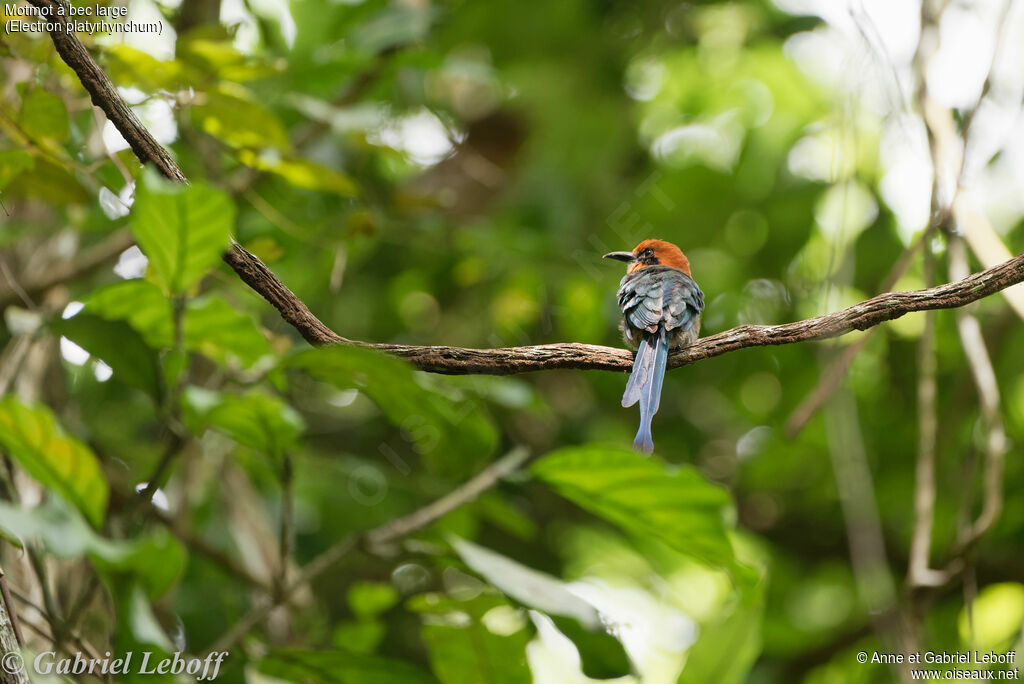 Broad-billed Motmot