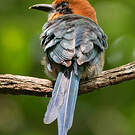 Motmot à bec large