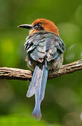 Broad-billed Motmot