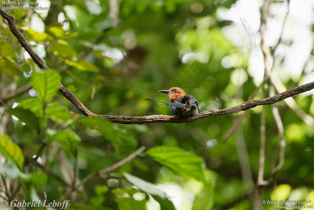 Motmot à bec large