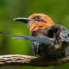 Motmot à bec large