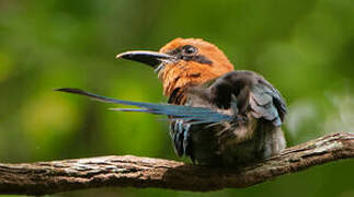 Motmot à bec large