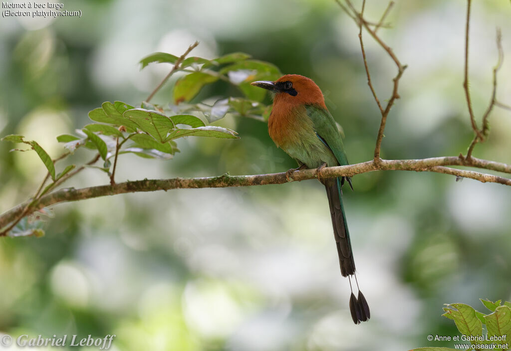 Motmot à bec large