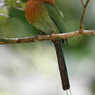 Motmot à bec large