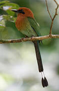 Motmot à bec large