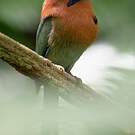 Motmot à bec large