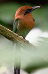 Motmot à bec large