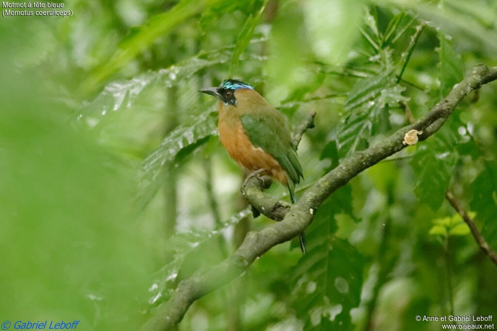 Motmot à tête bleueadulte