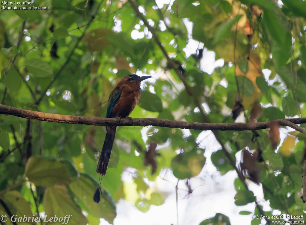 Whooping Motmot