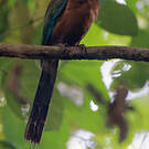 Motmot caraïbe