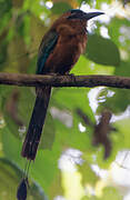 Whooping Motmot