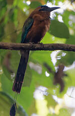 Motmot caraïbe