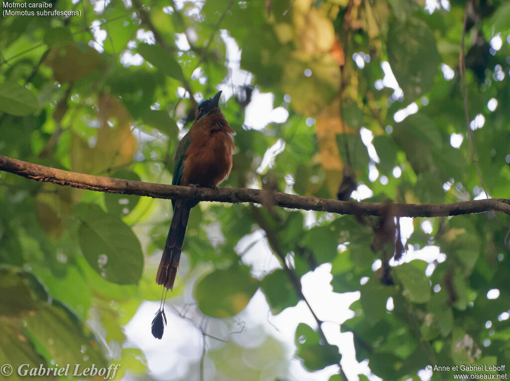 Motmot caraïbe