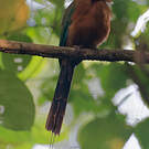 Motmot caraïbe